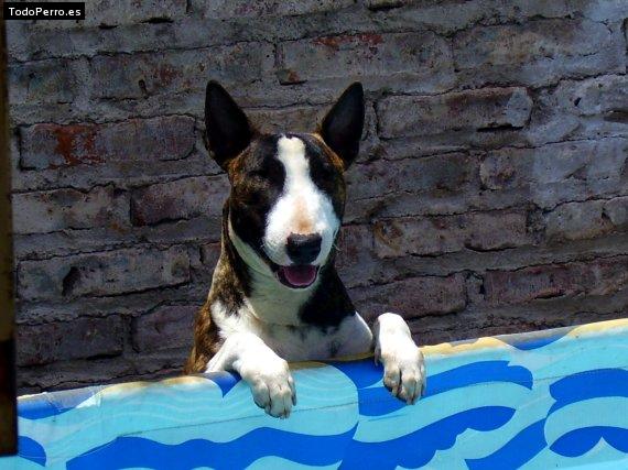 La foto del perro