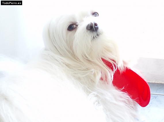La foto del perro