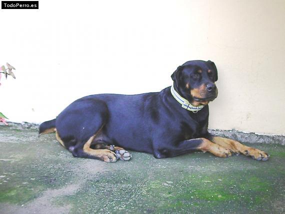 La foto del perro