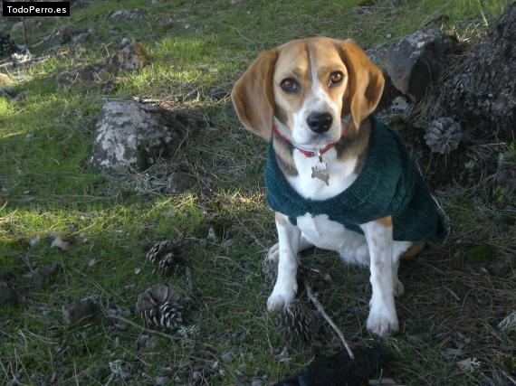 La foto del perro