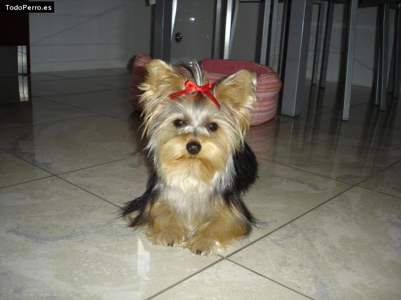 La foto del perro