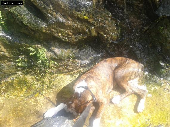 La foto del perro