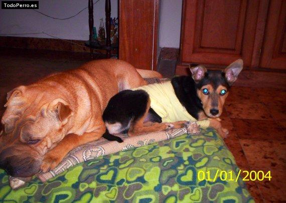 La foto del perro