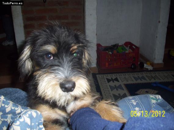 La foto del perro