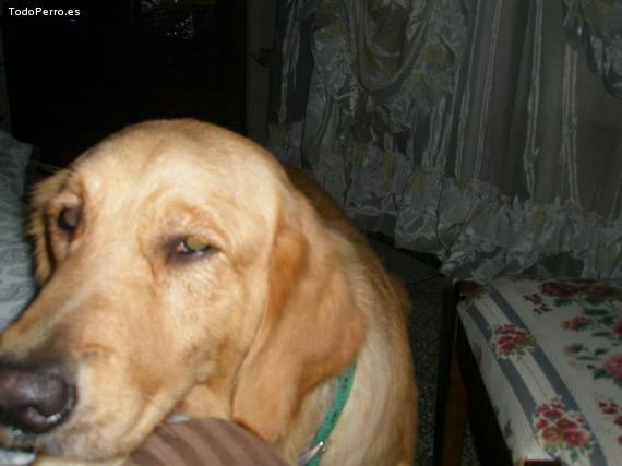 La foto del perro