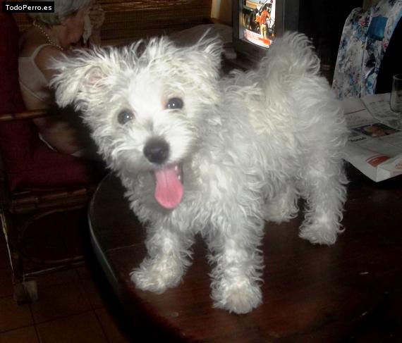La foto del perro