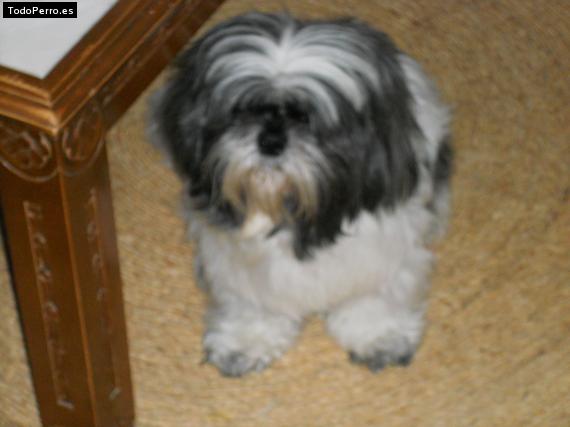 La foto del perro
