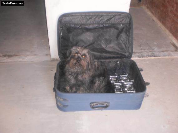 La foto del perro