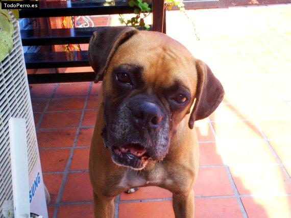 La foto del perro