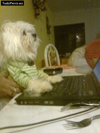 La foto del perro