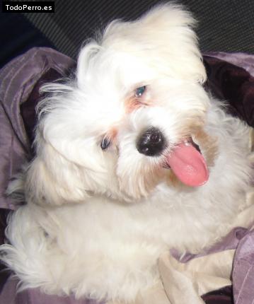 La foto del perro