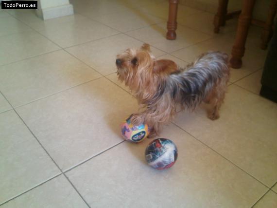 La foto del perro