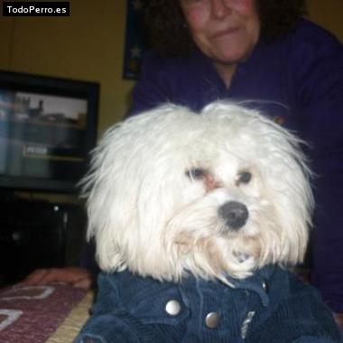 La foto del perro