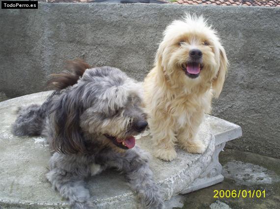 La foto del perro