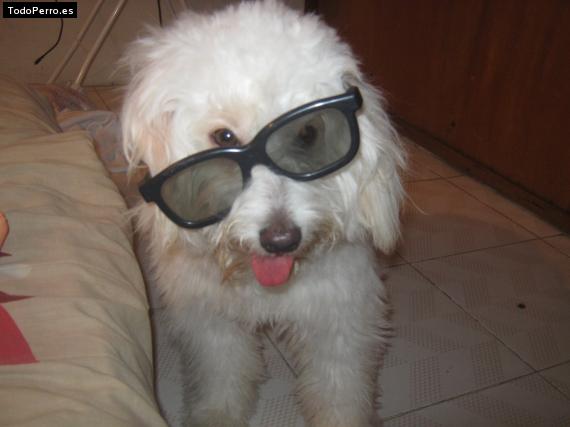La foto del perro
