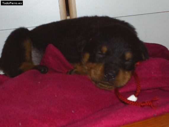 Foto del perro Shaky