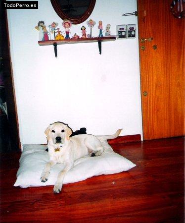 La foto del perro