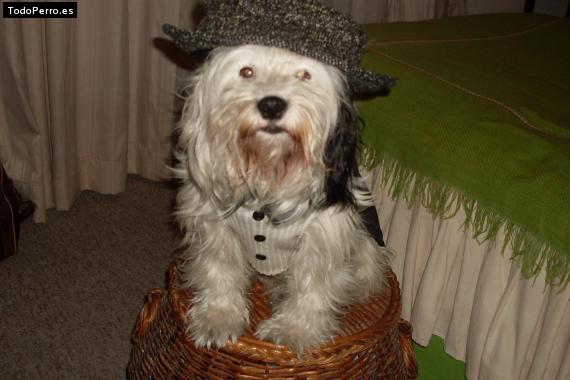 La foto del perro