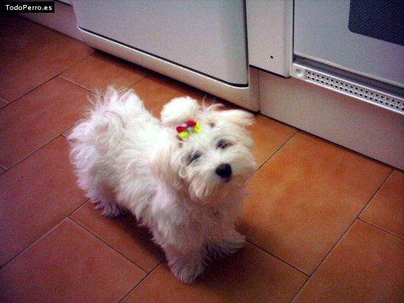 La foto del perro