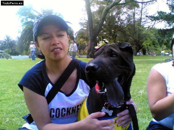 La foto del perro