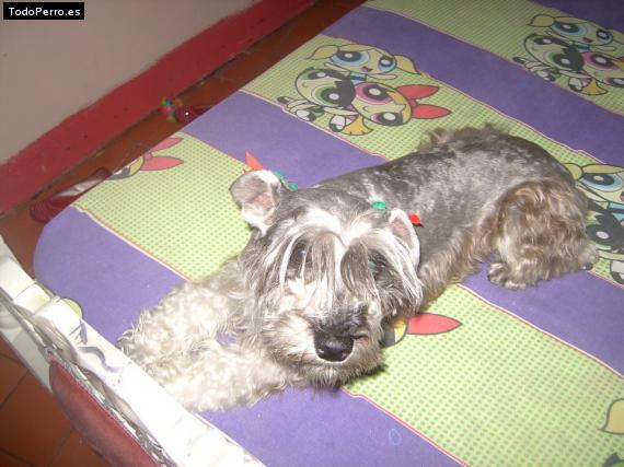 La foto del perro