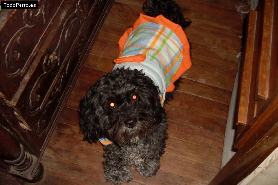 La foto del perro
