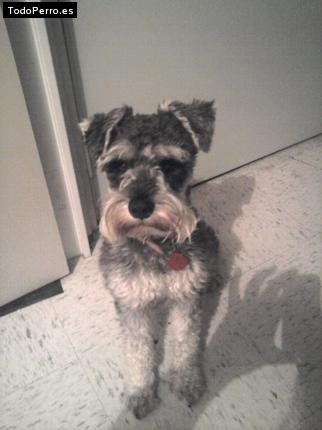 La foto del perro