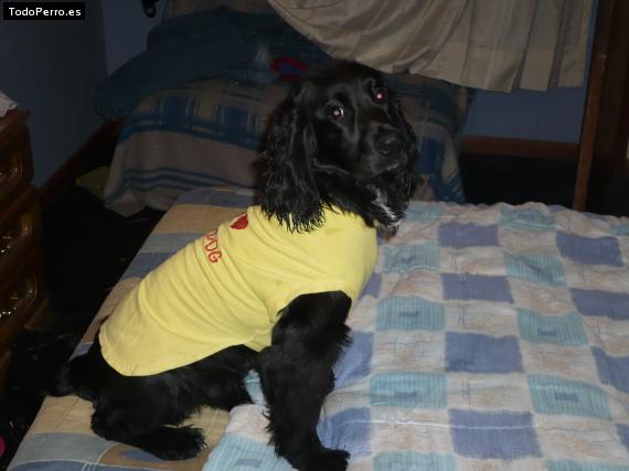 La foto del perro
