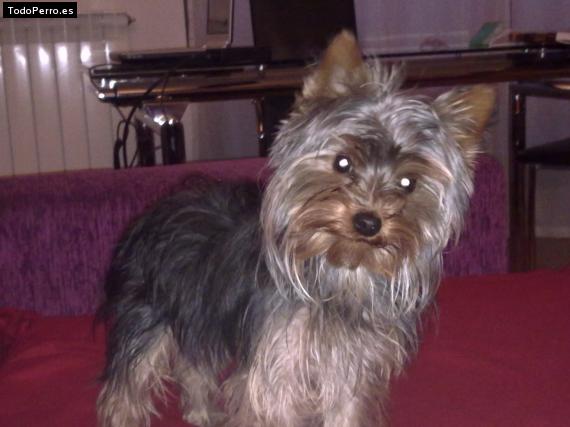 La foto del perro