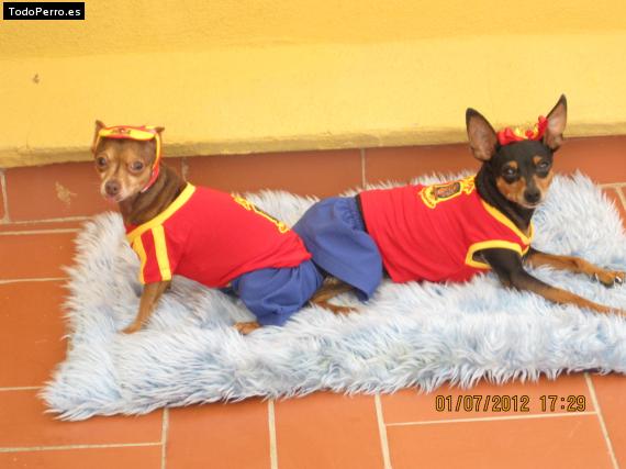 La foto del perro