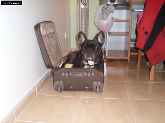La foto del perro