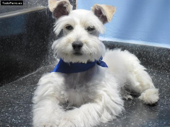 La foto del perro
