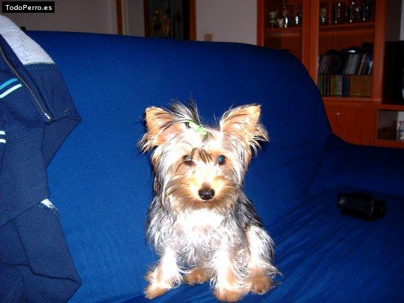 La foto del perro