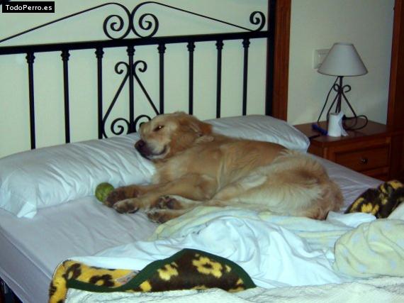 La foto del perro