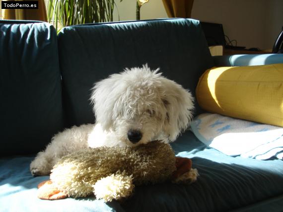 La foto del perro