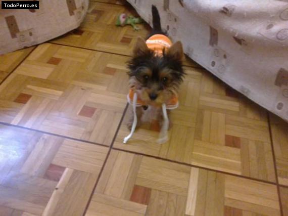 La foto del perro