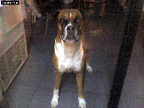 Foto del perro Manuelita