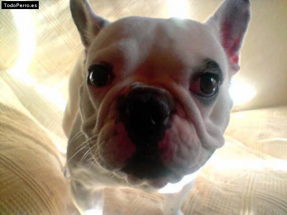 La foto del perro