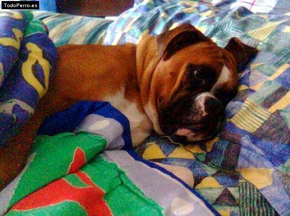La foto del perro