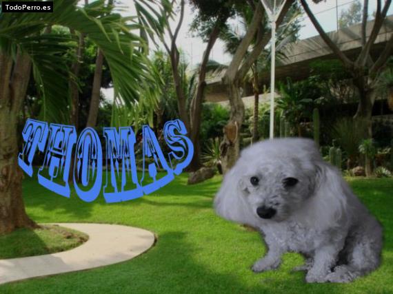 La foto del perro