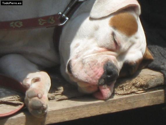 La foto del perro