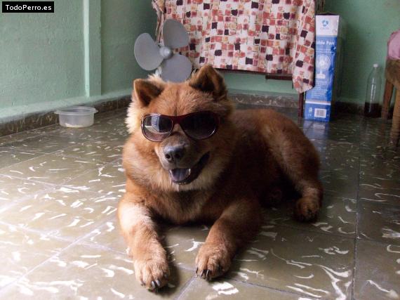 La foto del perro