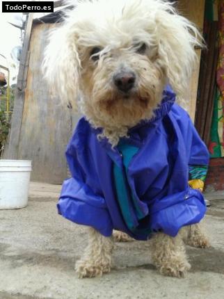 La foto del perro