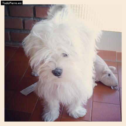 La foto del perro