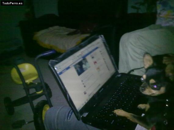 La foto del perro
