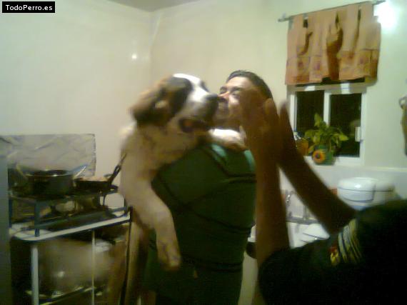 La foto del perro
