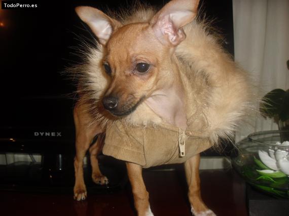 La foto del perro