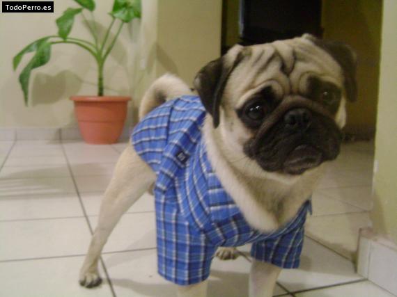 La foto del perro