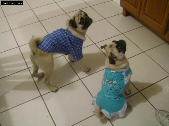La foto del perro