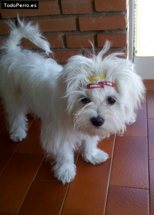 La foto del perro
